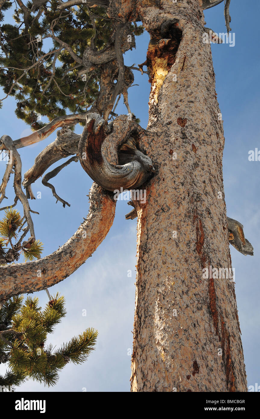 Retorcido Árbol en Yellowstone Foto de stock
