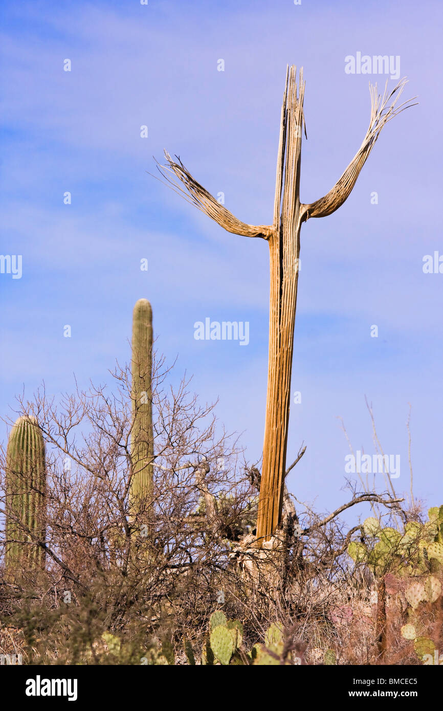 Muertos cacto saguaro, Carnegiea gigantea, en el Parque Nacional de Saguaro, Arizona. Foto de stock