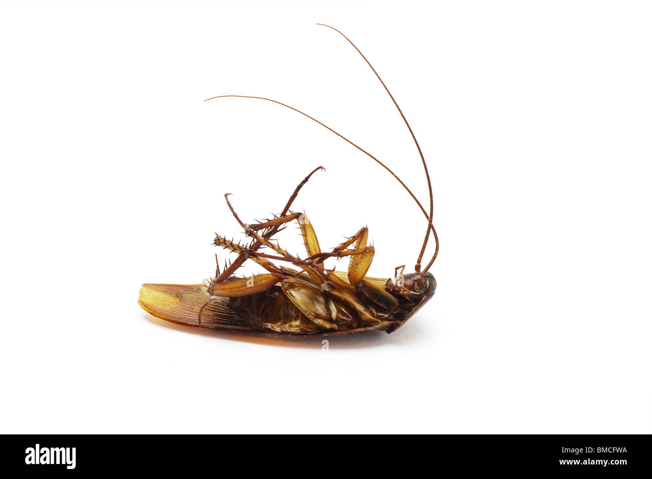Cucaracha muerta con sensores de largo sobre fondo blanco. Foto de stock