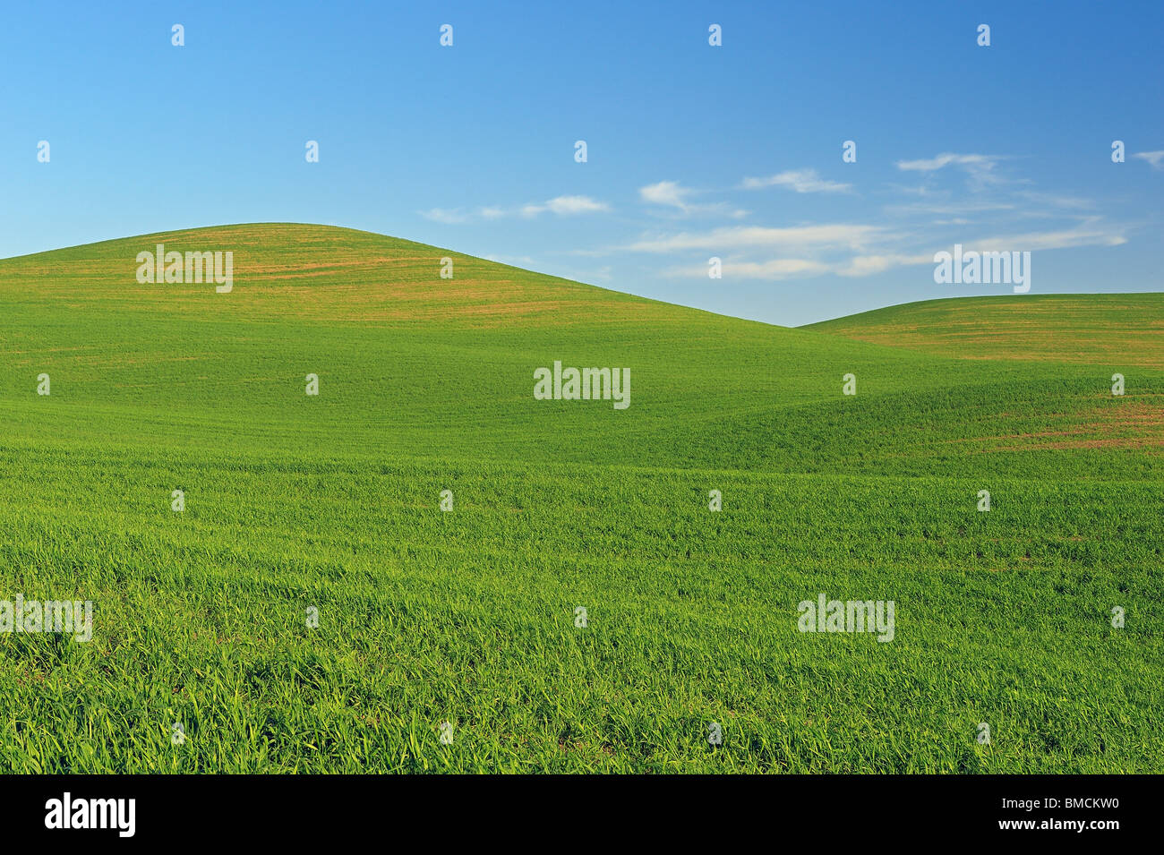 Campo de trigo, región Palouse, Palouse, Whitman County, Estado de Washington, EE.UU. Foto de stock