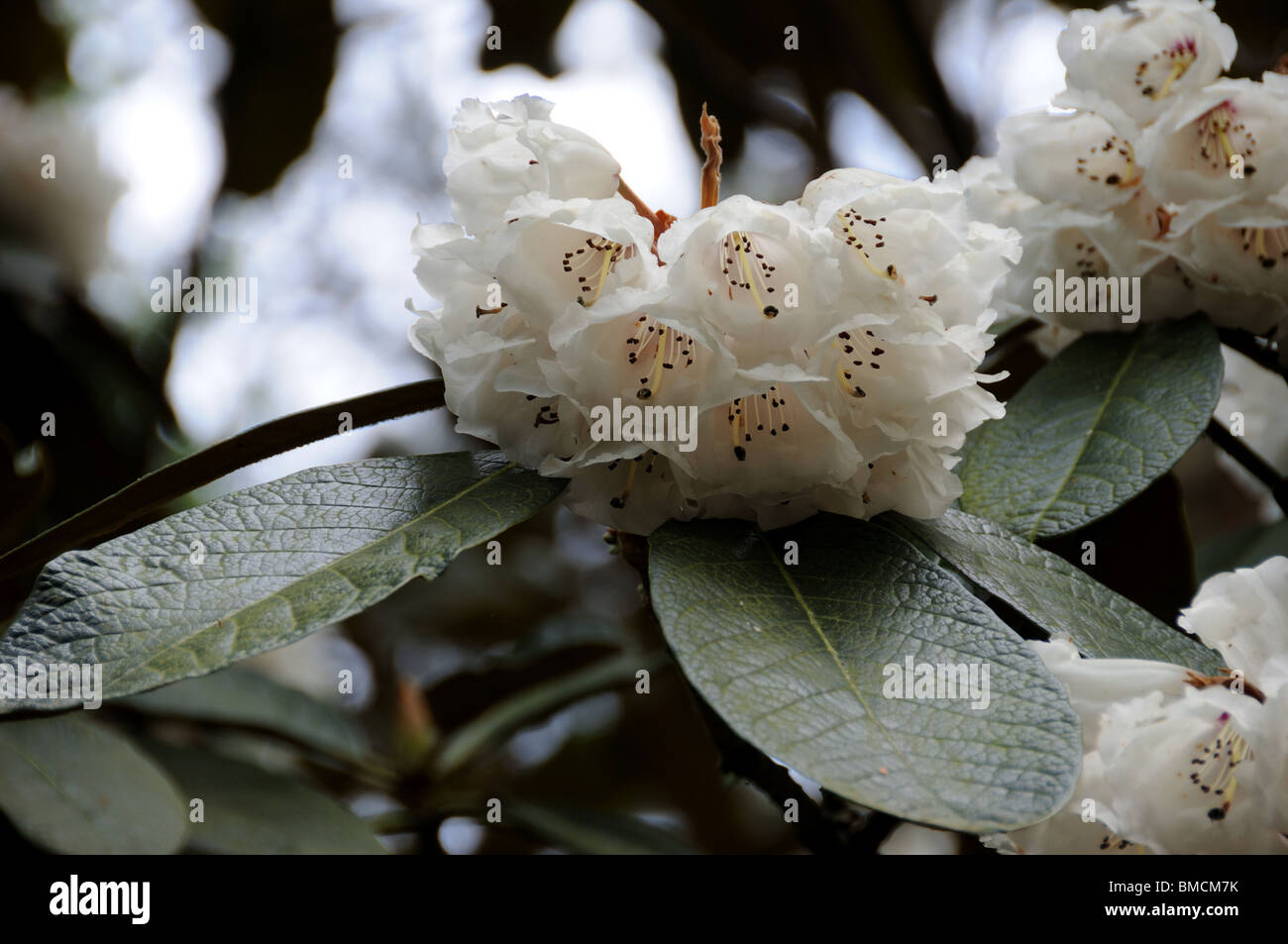 Rhododendron blanco Foto de stock