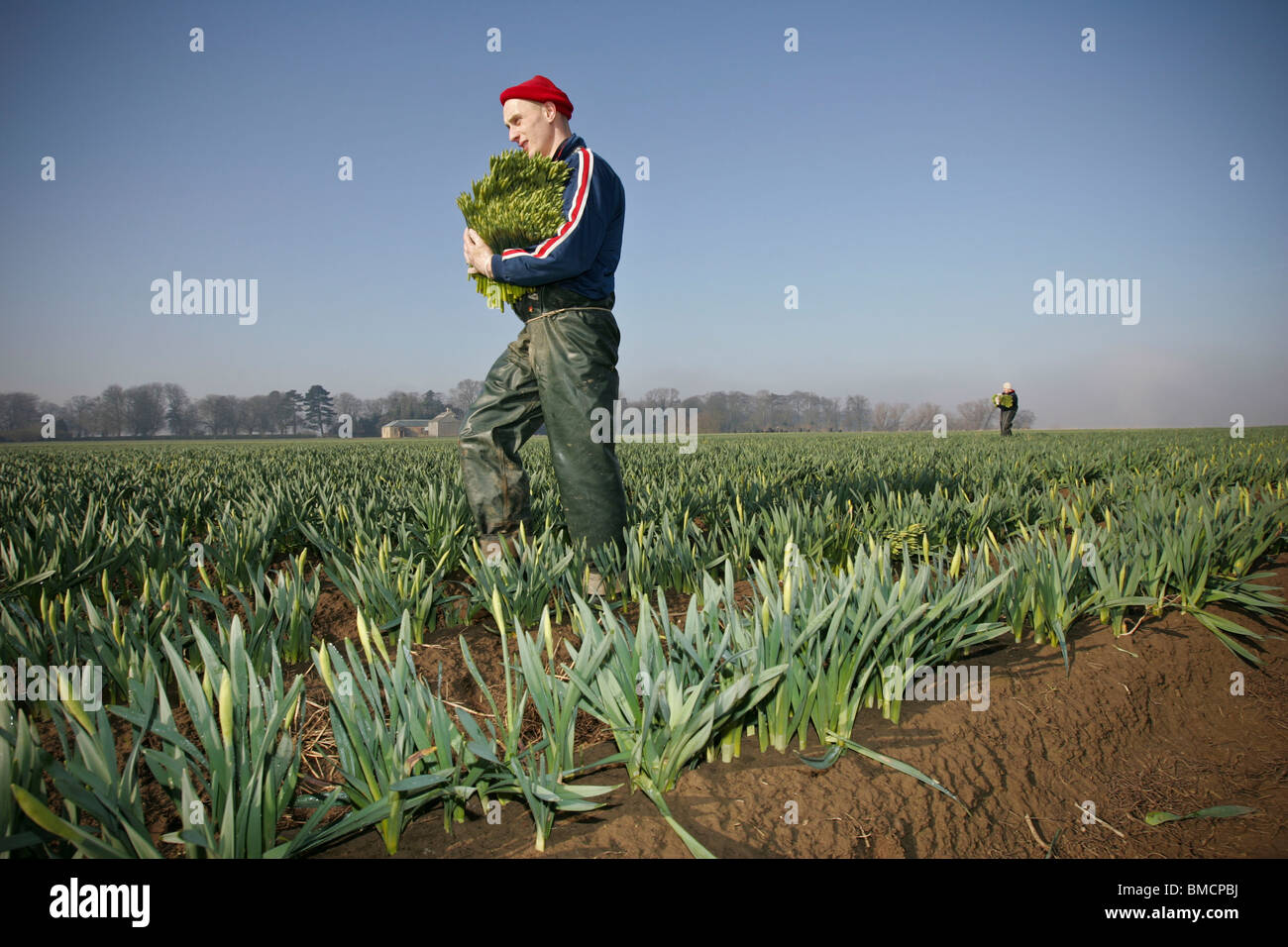 Los trabajadores migrantes recogiendo narcisos en los campos de la Fens Linconshire Foto de stock