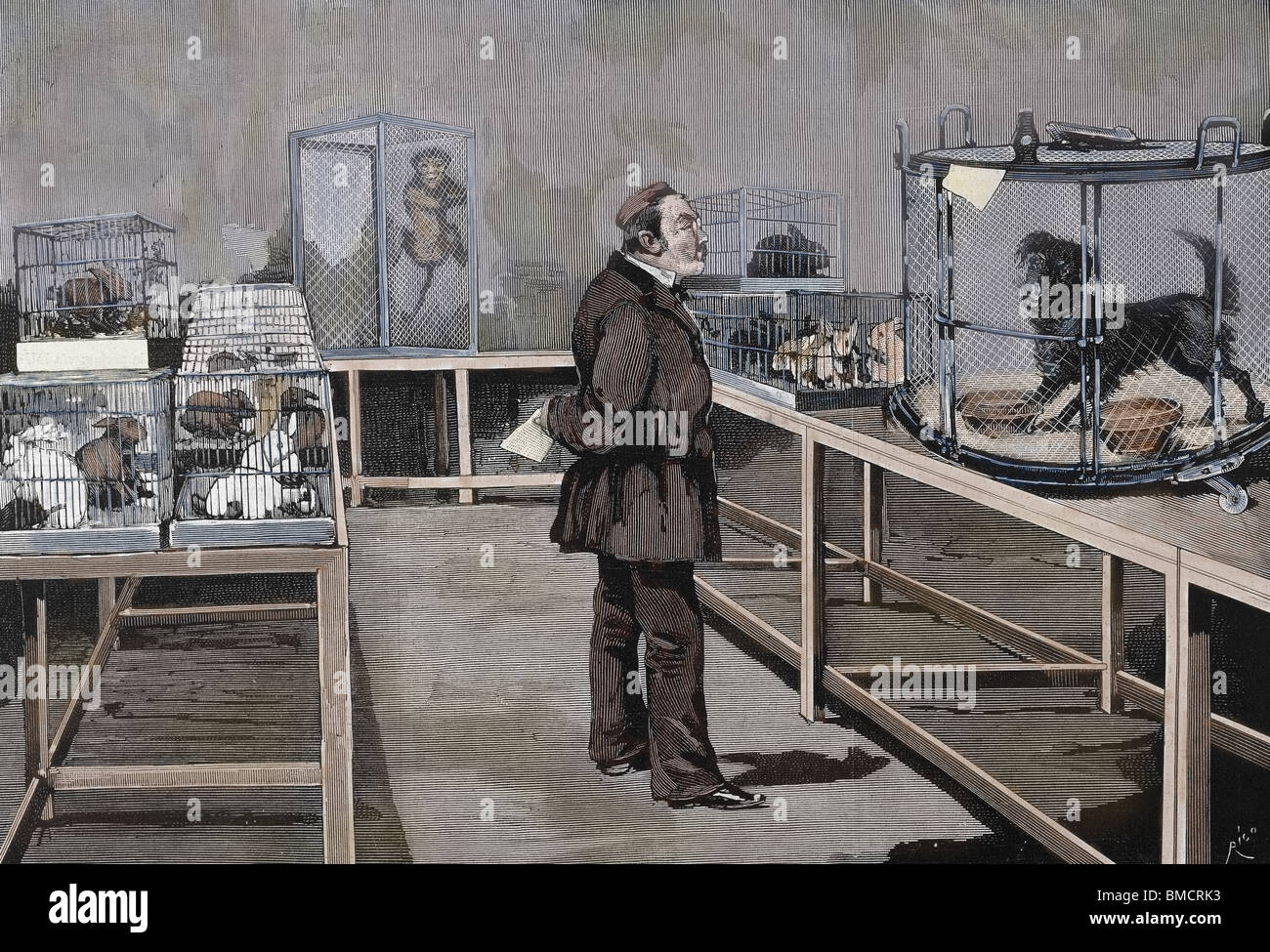 Louis Pasteur (1822-1895) químico y bacteriólogo francés. Pasteur observa los efectos de la inoculación del virus de la rabia. Paris Fotografía de stock - Alamy