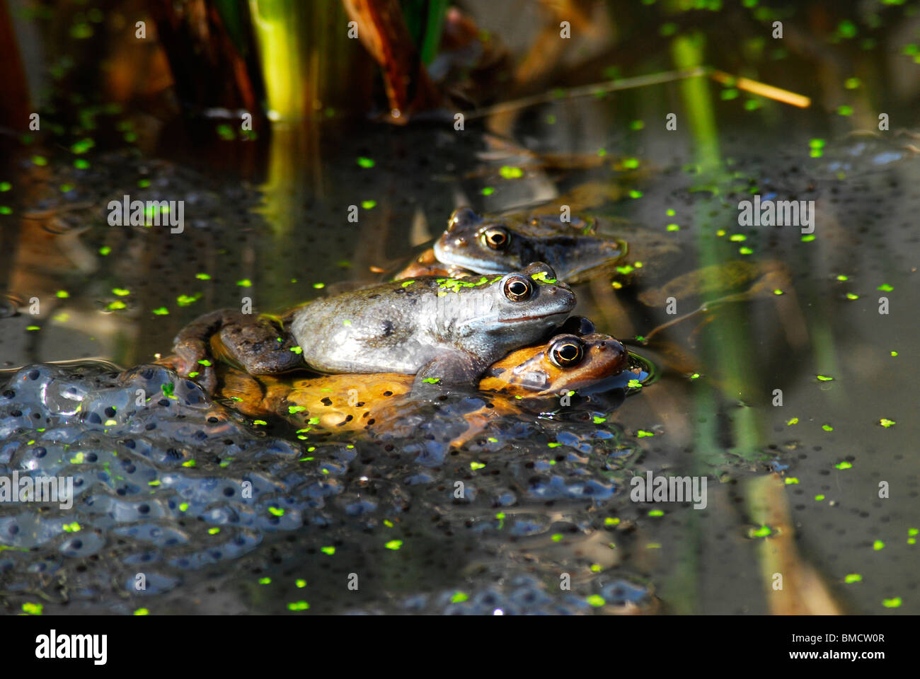 Acoplamiento de ranas en un estanque de jardín con spawn Foto de stock