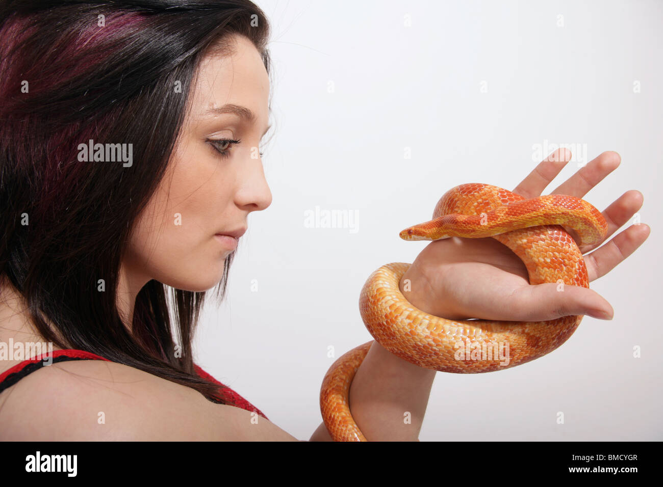 Una mujer mirando una serpiente de Maíz celebrada en su mano Foto de stock