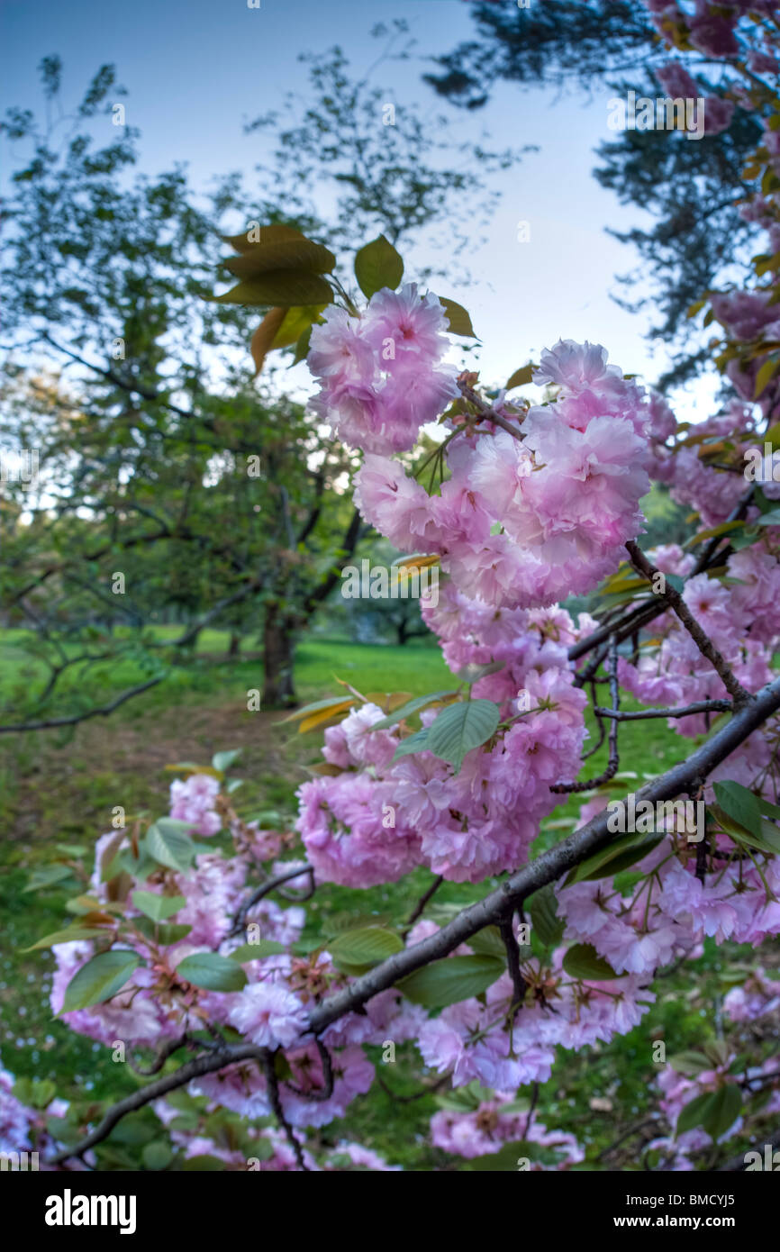 Flores de Cerezo japonés cerca de Central Park, la ciudad de Nueva York en la primavera Foto de stock