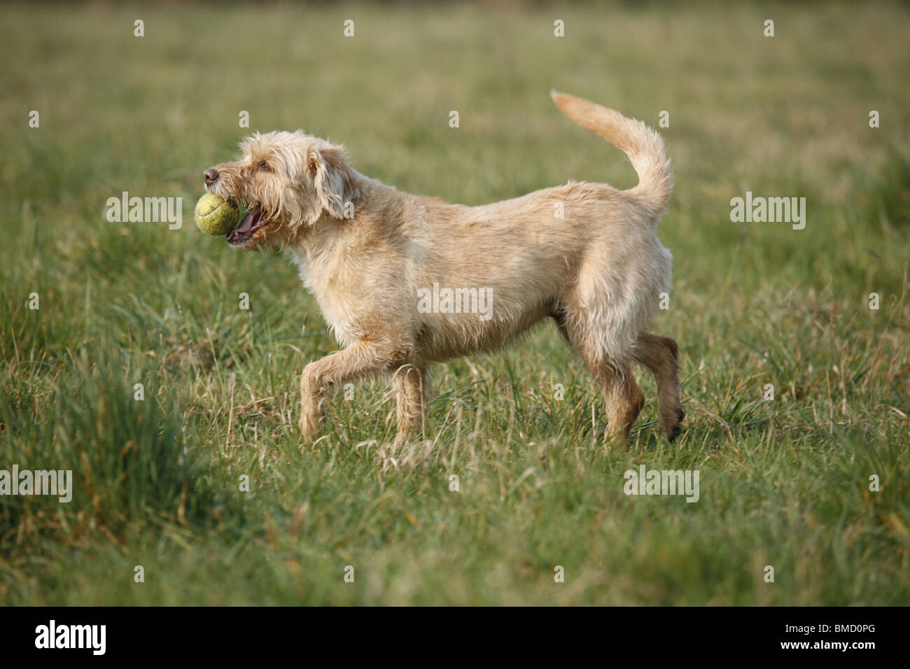 Mischling Hund / raza de perro Fotografía de stock - Alamy