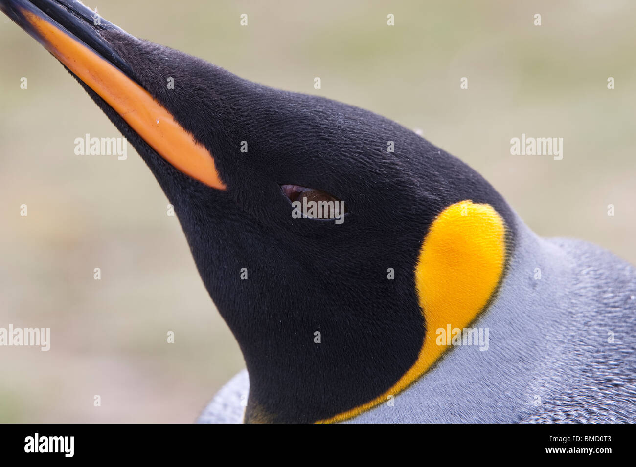 Königspinguin, pingüino rey aptenodytes patagonicus, cabeza de adulto Foto de stock