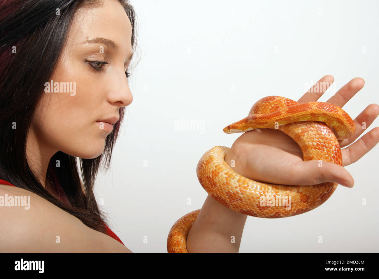 Una mujer mirando una serpiente de Maíz celebrada en su mano Foto de stock