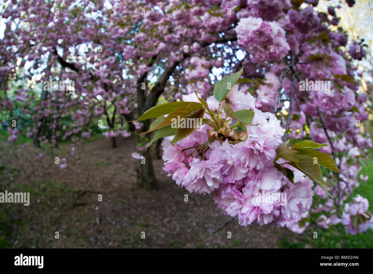 Flores de Cerezo japonés cerca de Central Park, la ciudad de Nueva York en la primavera Foto de stock
