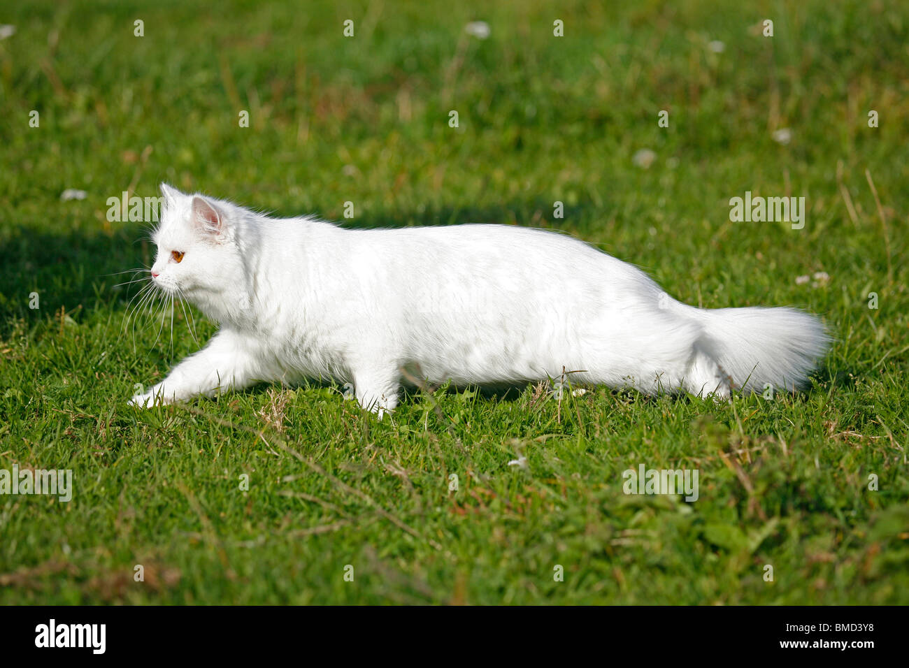 Gato y gras fotografías e imágenes de alta resolución - Página 9 - Alamy