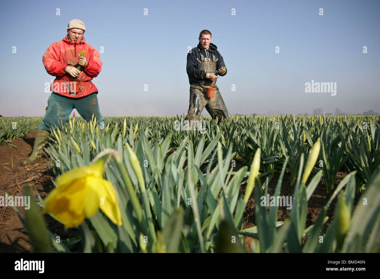 Los trabajadores migrantes recogiendo narcisos en los campos de la Fens Linconshire Foto de stock