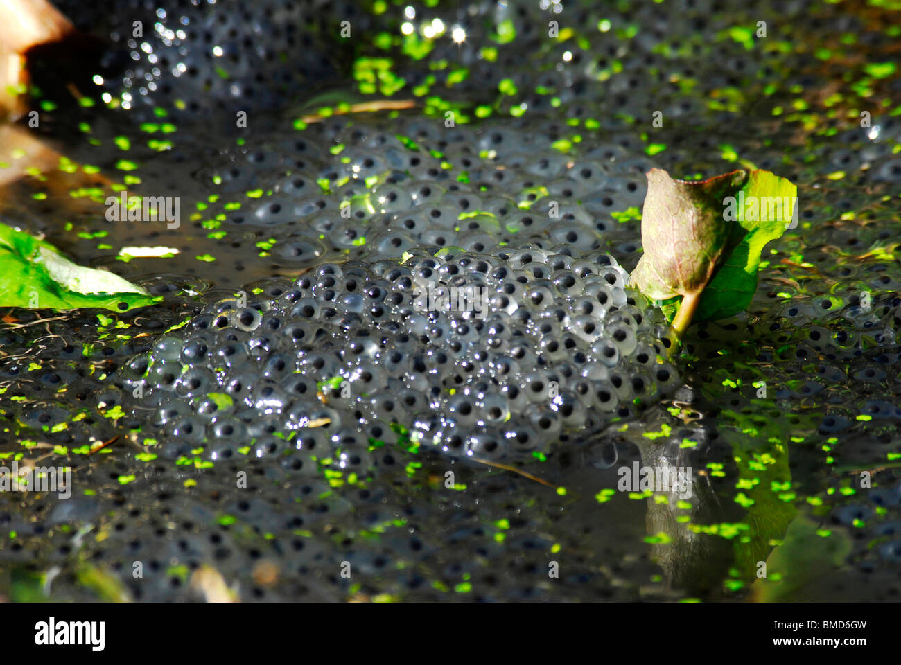 Frog desova en un estanque de jardín Foto de stock