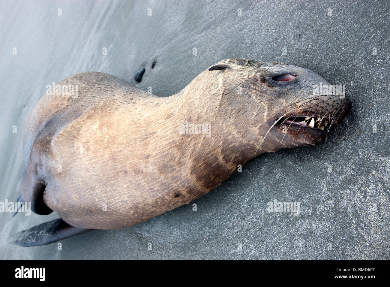 León marino inmaduros 'yearling' fallecido, playa. Foto de stock