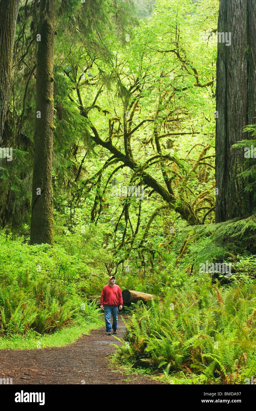 Caminante, el Redwood National Park, California Foto de stock