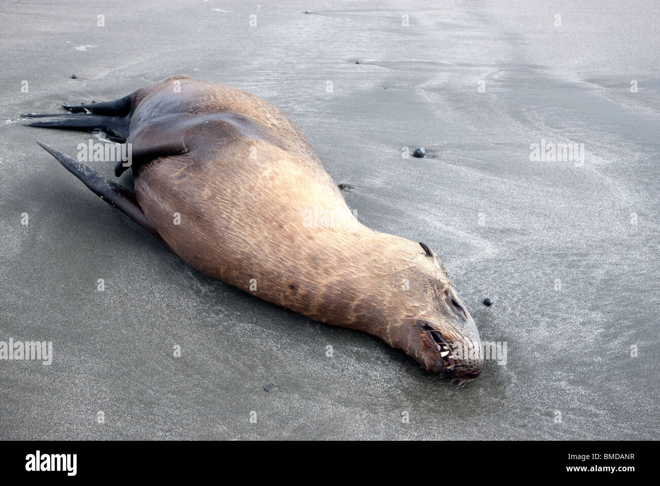 León marino inmaduros (yearling) fallecido, playa. Foto de stock