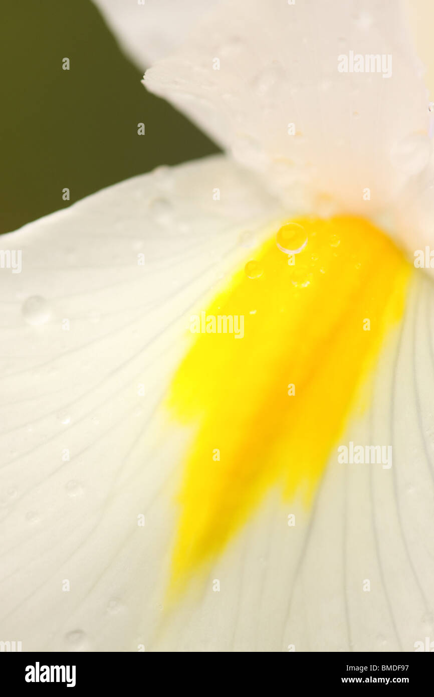 Iris flores de pétalos blancos y amarillos Foto de stock