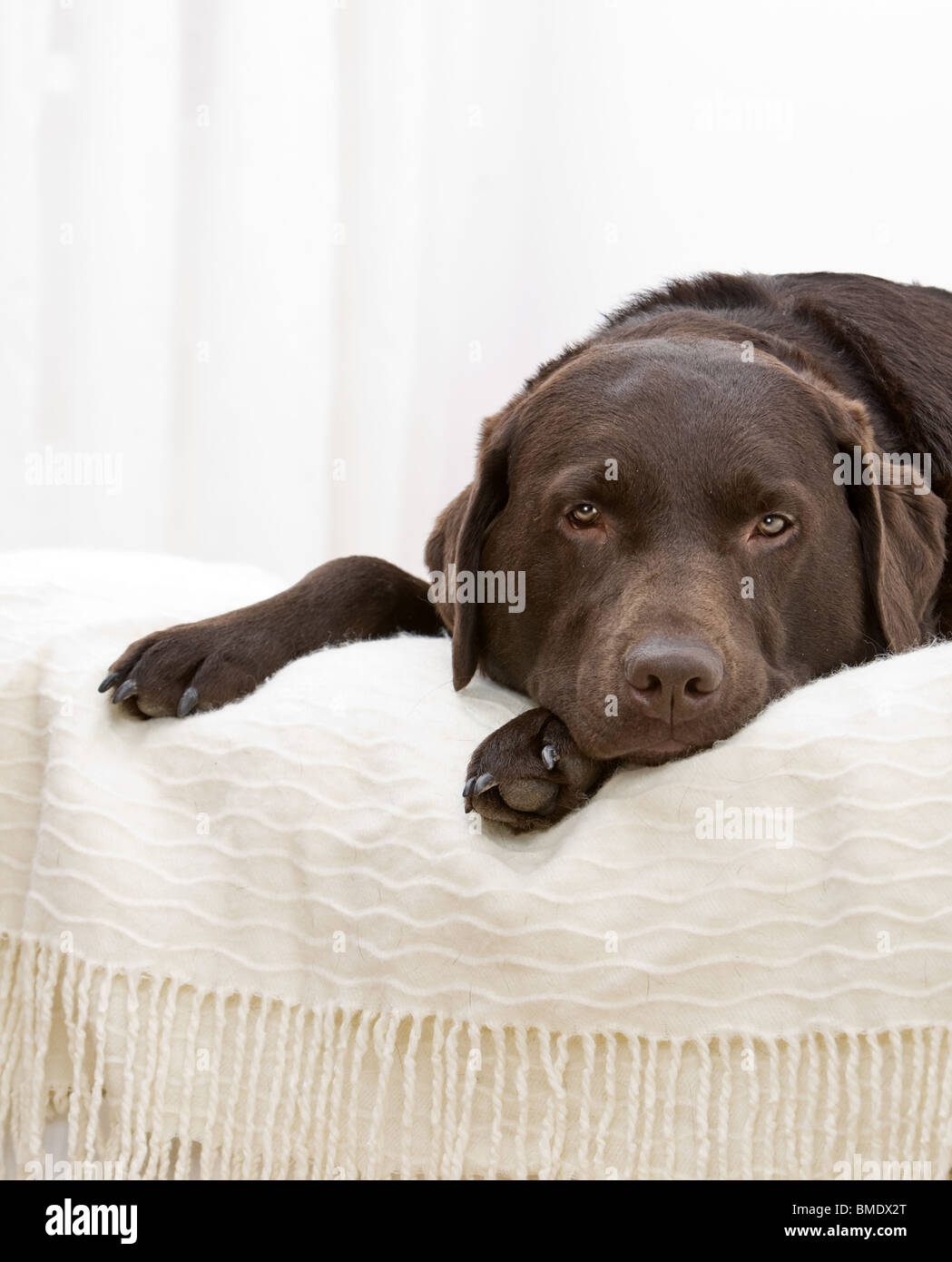 La foto de un hermoso Labrador Chocolate, por el que se establecen en la cama Foto de stock