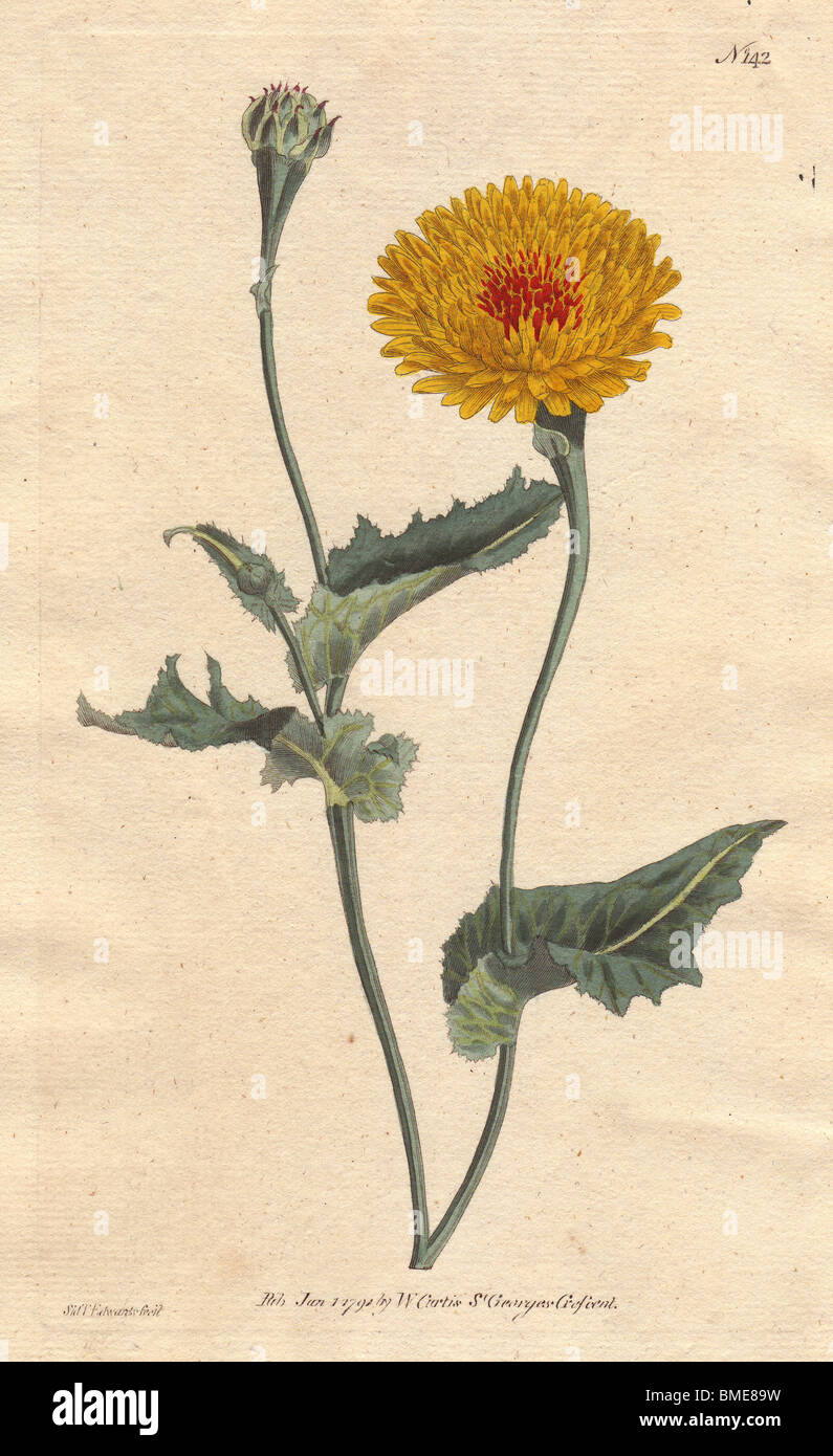 Tánger "Scorzonera" o de amapola-hojas de hierba de víbora: flor amarilla con crimson moteadas centro. "Scorzonera" tingitana Foto de stock