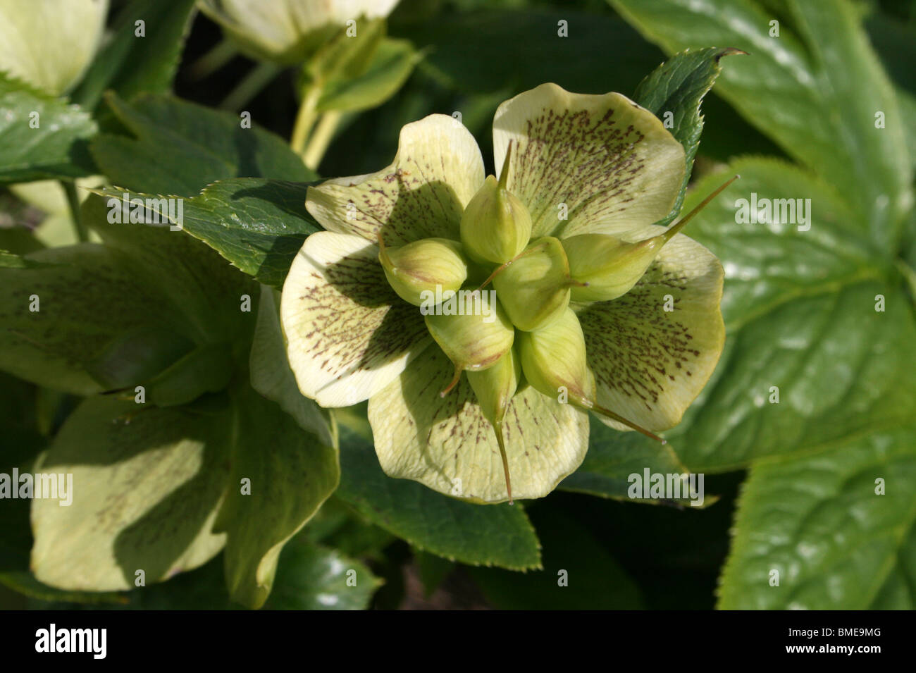 Helleborus X hybridus ido a las semillas tomadas en el parque Stanley, Blackpool, Lancashire, UK Foto de stock