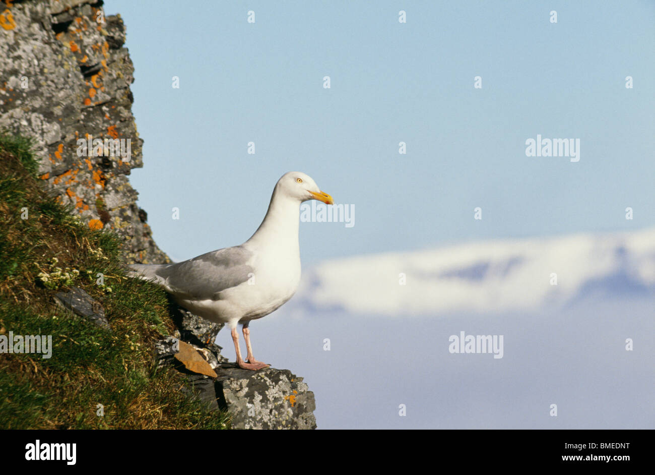 Alas de gaviota glaucas donde se posan sobre roca Foto de stock