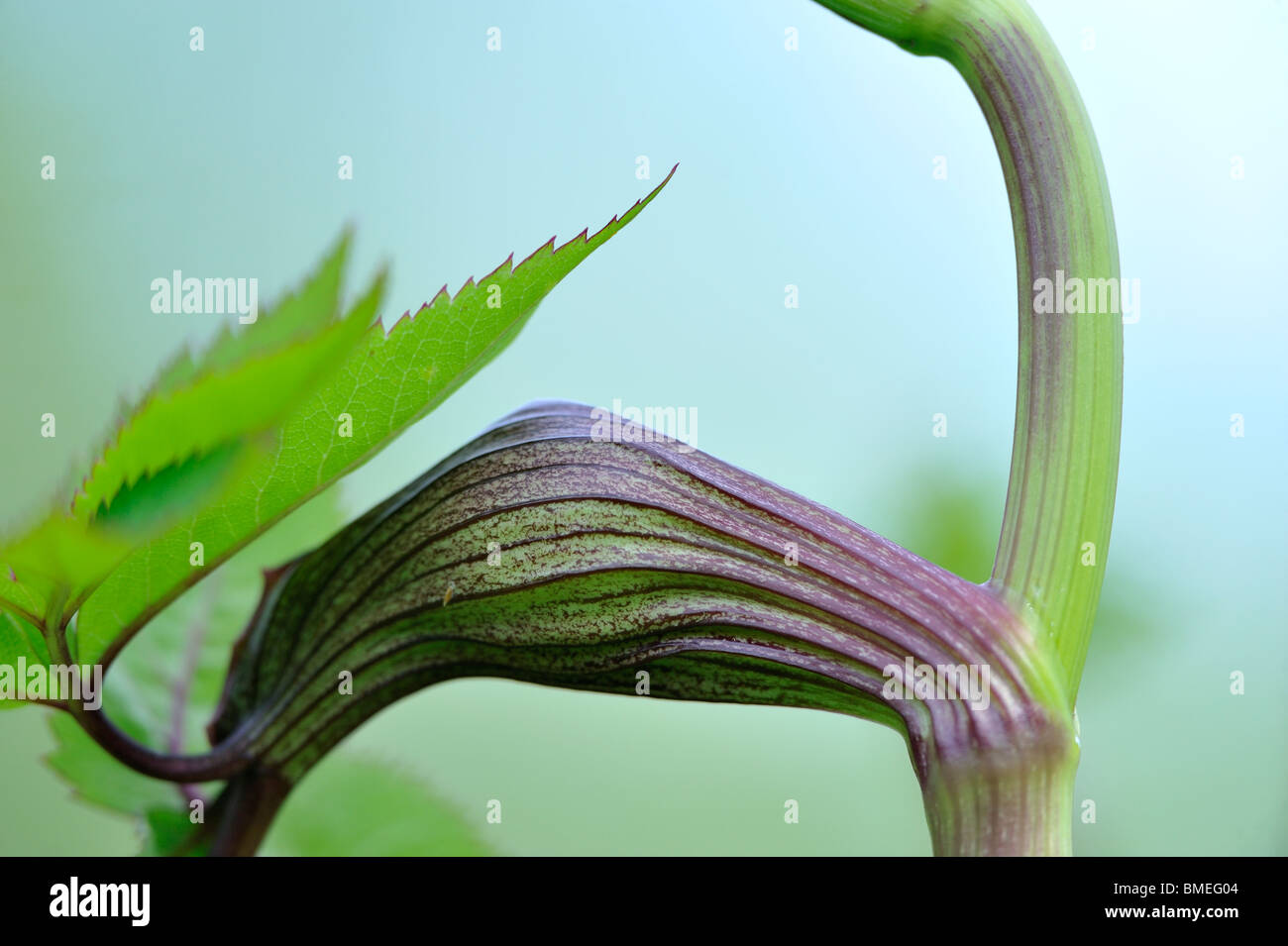 Escandinavia, Suecia, Vastergotland, Vista de hoja, close-up Foto de stock
