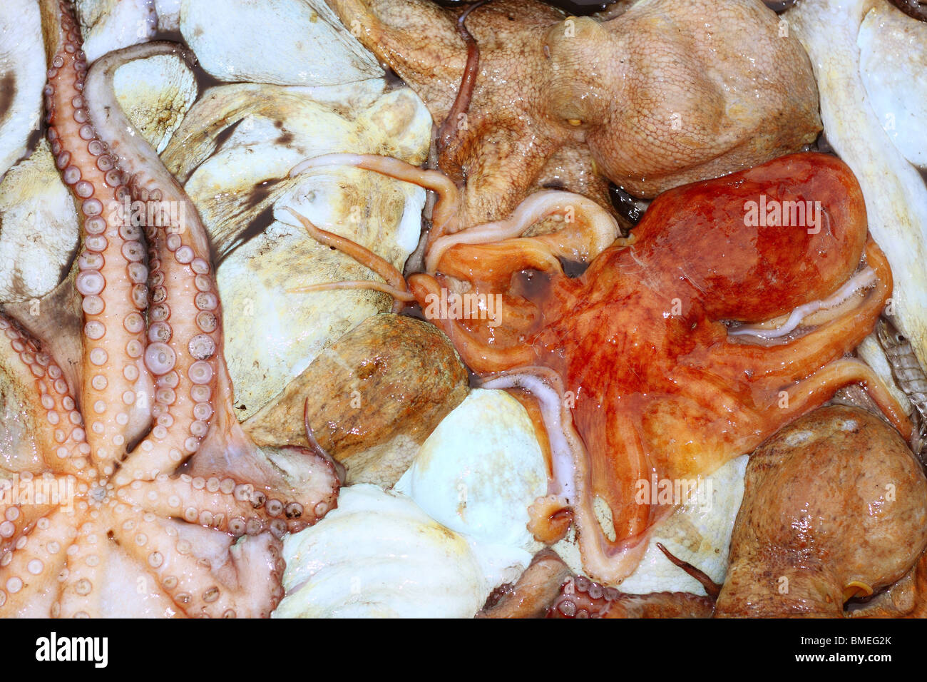 Pulpo cefalópodos textura macro closeup de trama de fondo Foto de stock