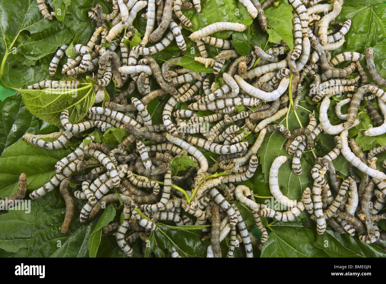 Gusanos de seda comiendo hojas de morera closeup naturaleza gusanos de seda Foto de stock