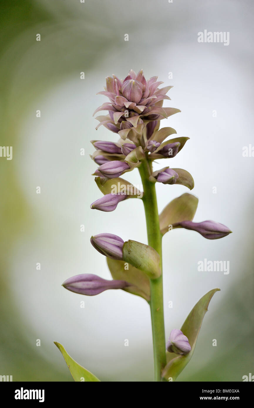 Escandinavia, Suecia, Vastergotland, Vista de flor en el jardín Foto de stock