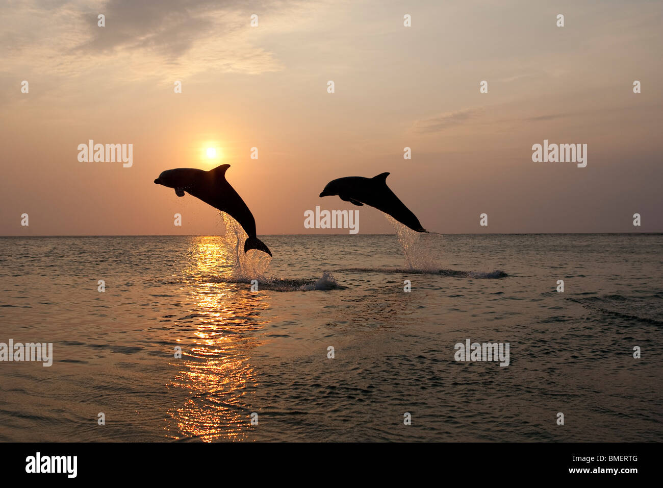 Los delfines mulares al atardecer, Honduras Foto de stock
