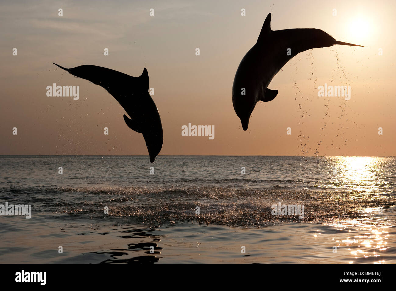 Los delfines mulares al atardecer, Honduras Foto de stock