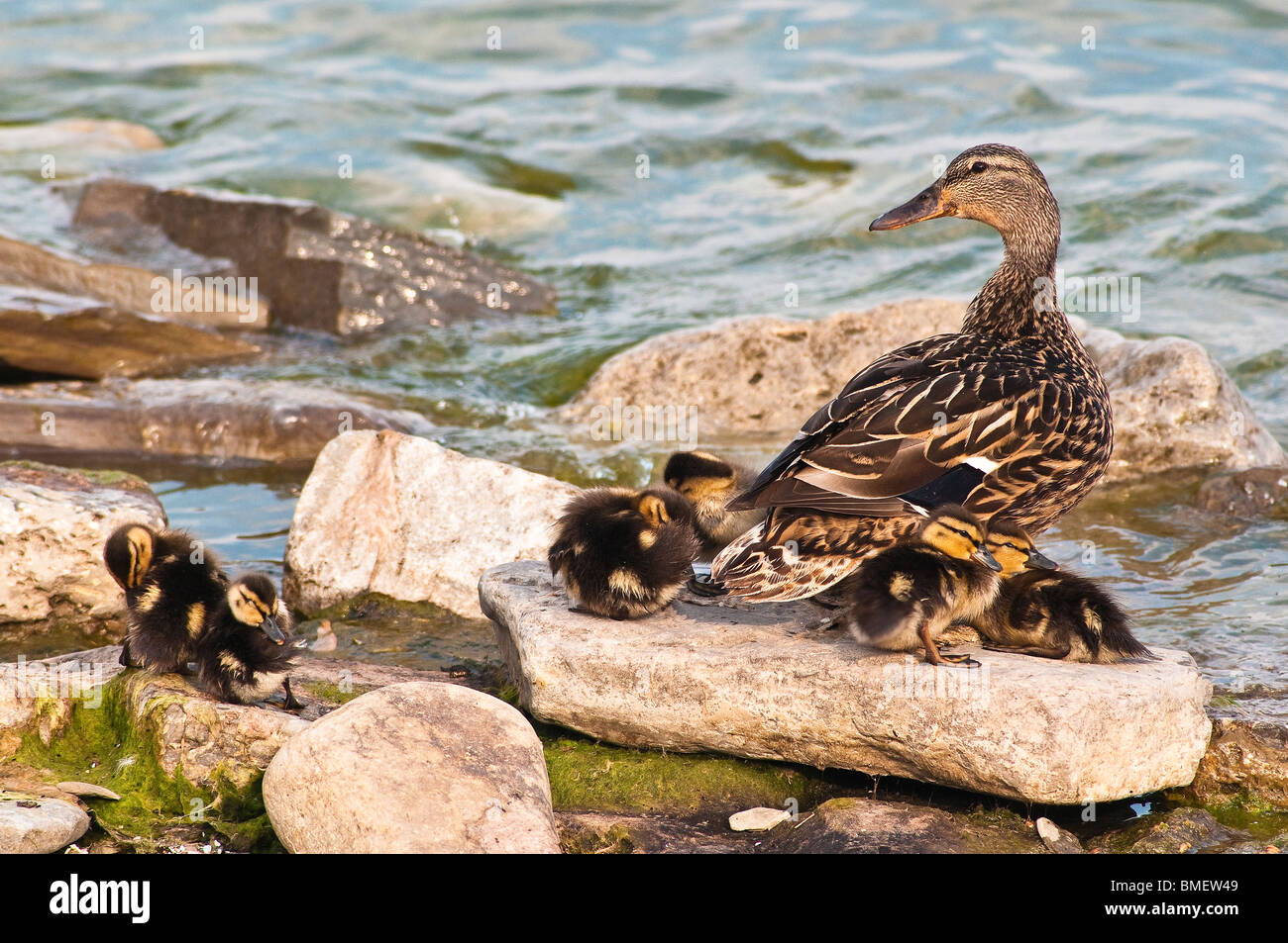 Ánade hembra con jóvenes patos en las rocas en el Lago Ontario Foto de stock