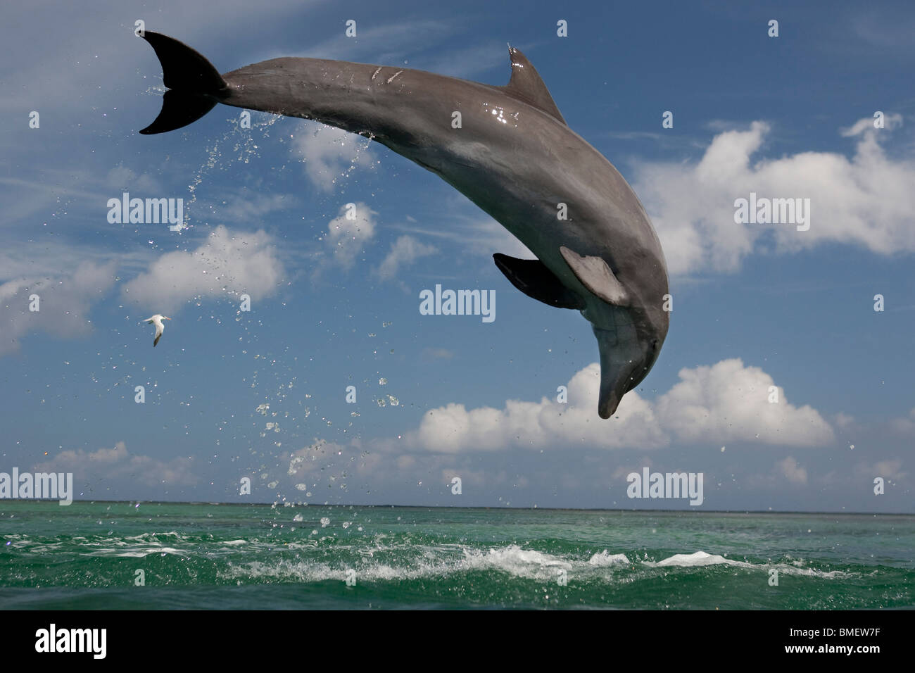 Los delfines mulares, Honduras Foto de stock