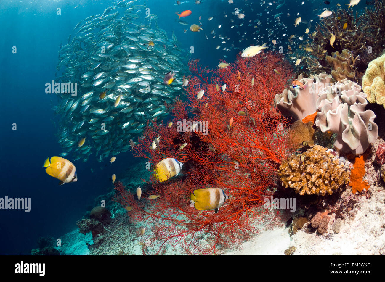 Paisaje con arrecifes de coral Klein butterflyfish con gorgonias y una escuela de patudo scad, Misool, Papua Occidental, Indonesia. Foto de stock