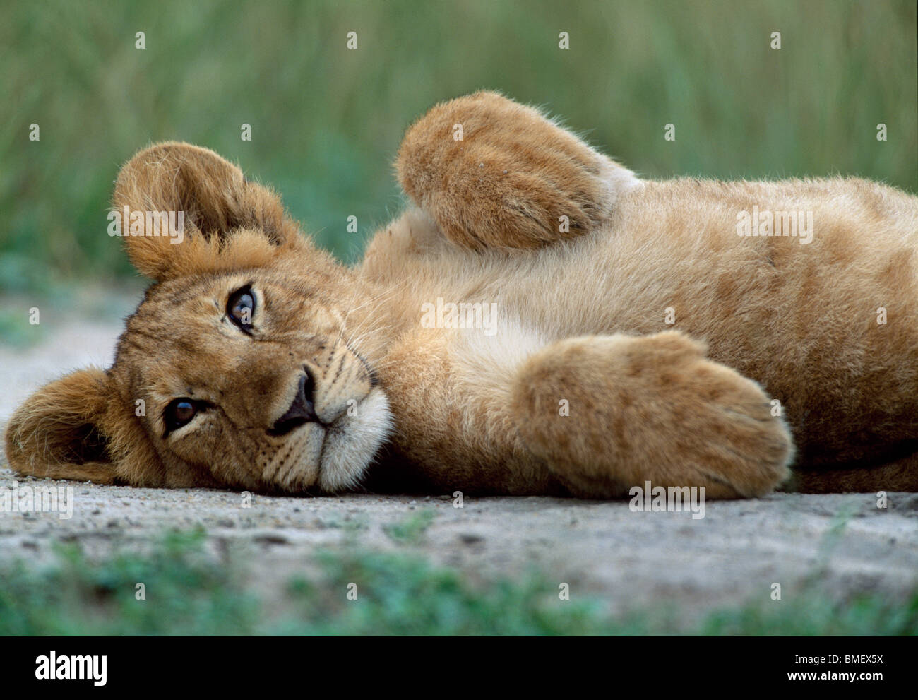Cachorro de león, el Queen Elizabeth Park, Uganda Foto de stock