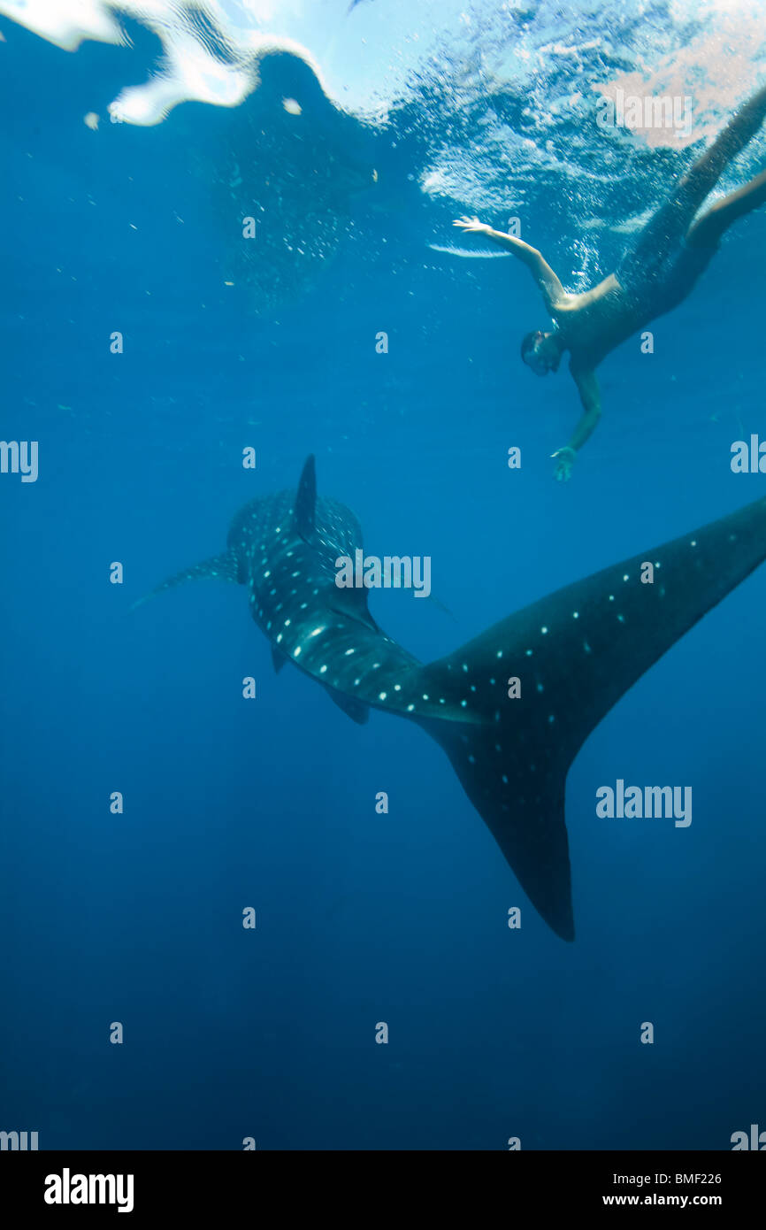 Tiburón ballena, Bahía Honda, Palawan, Filipinas Foto de stock