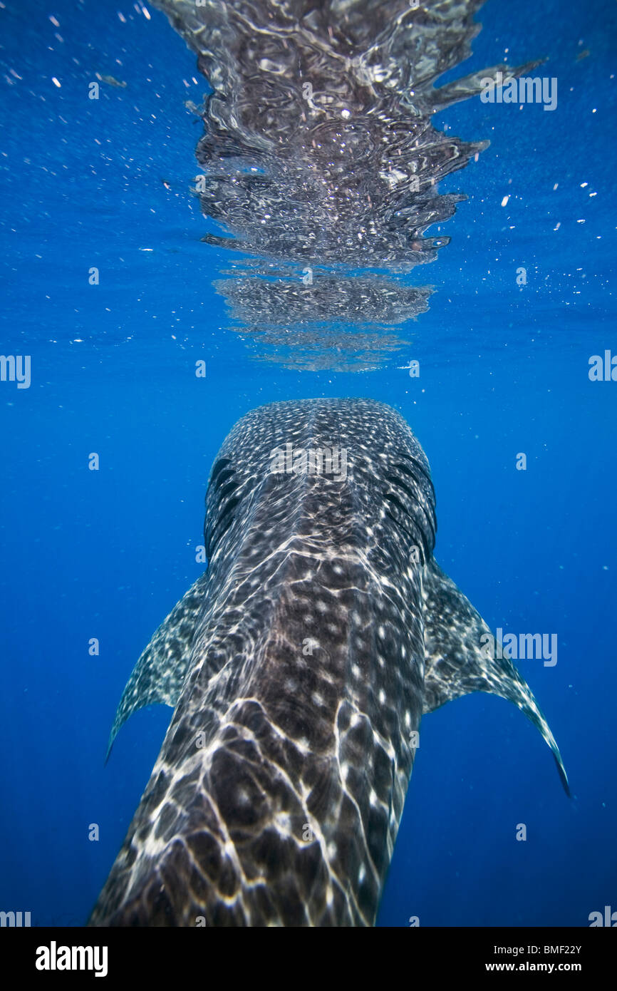 Tiburón ballena, Bahía Honda, Palawan, Filipinas Foto de stock