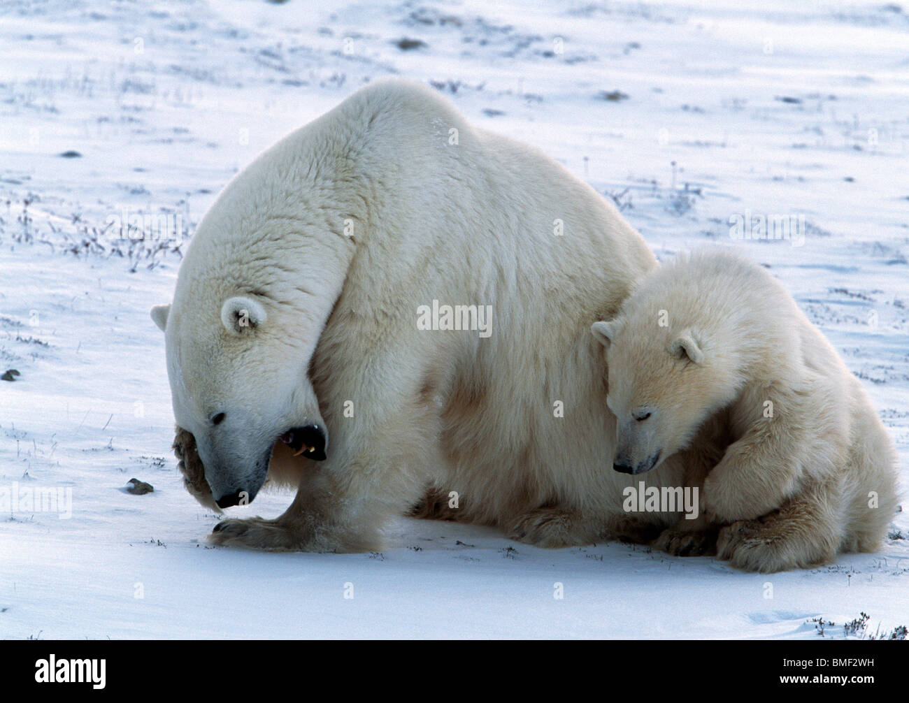 Los osos polares, Cabo Churchill, Manitoba, Canadá Fotografía de stock -  Alamy