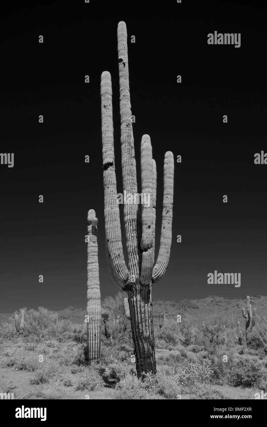 Cacto saguaro en el desierto de Arizona Foto de stock