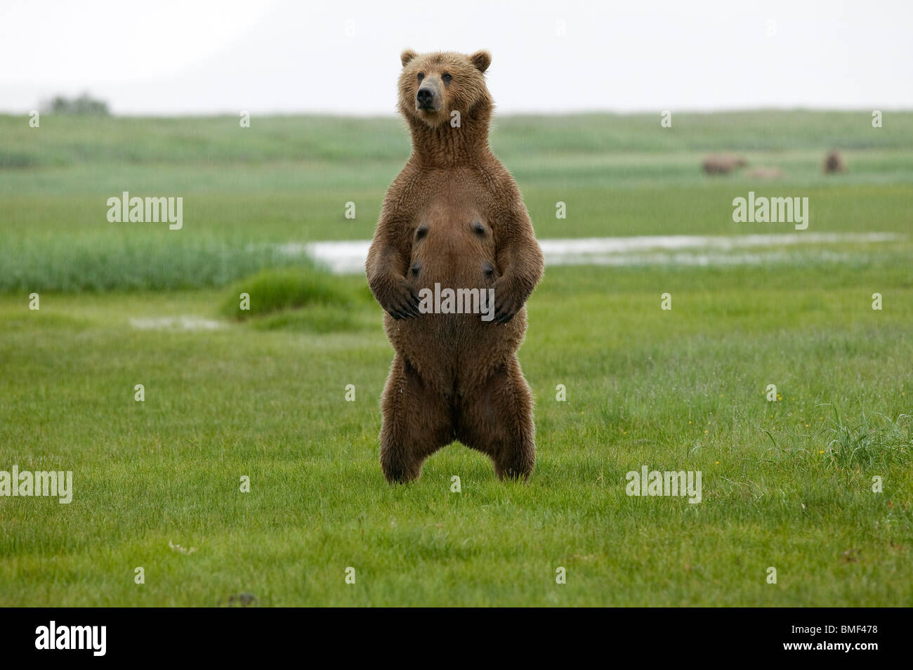 Los osos pardos, Parque Nacional Katmai, Alaska Foto de stock
