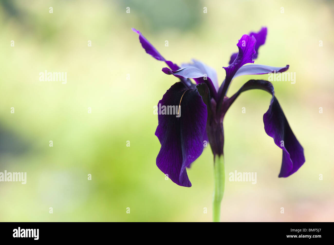 Iris chrysographes forma 'negro'. Negro / Goldvein iris Iris en un jardín. UK Foto de stock