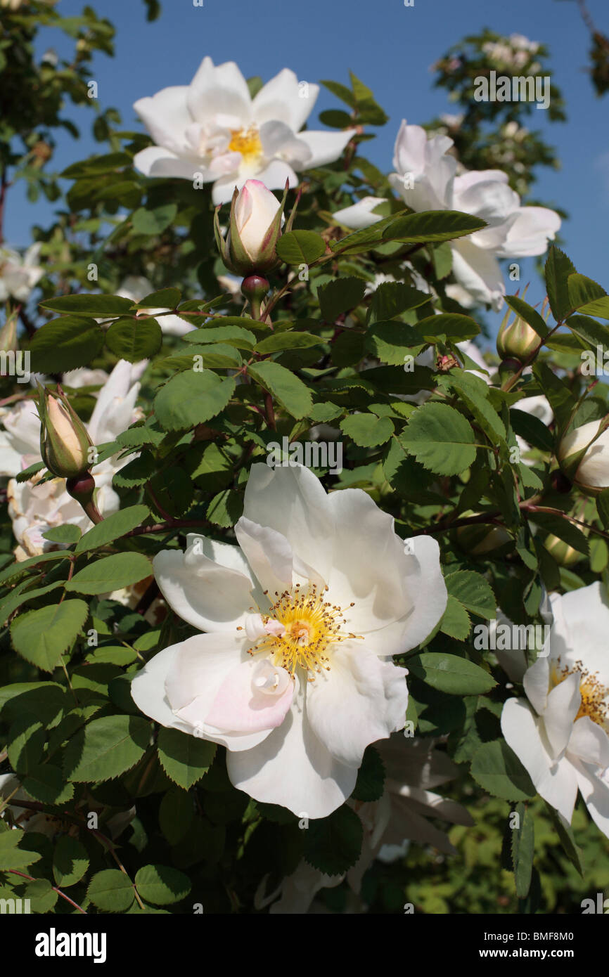 Rambling Rose blanca Foto de stock
