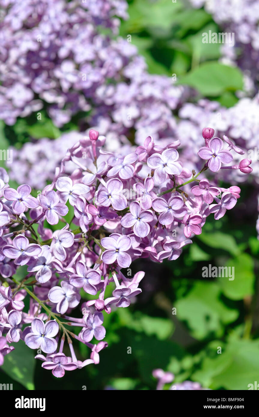 Flores lilas (Syringa vulgaris) Foto de stock