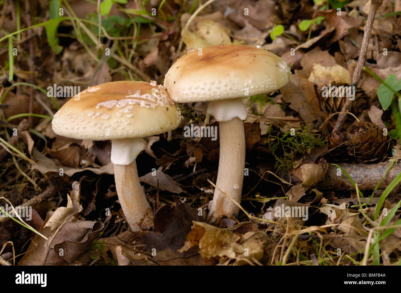 El Blusher, Amanita rubescens, hongos en bosques mixtos Foto de stock