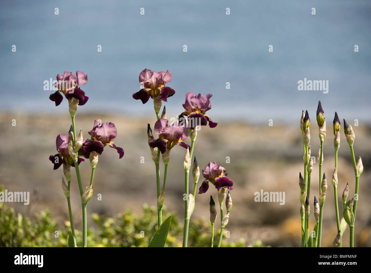 Iris flor en el jardín Craster costeros de la costa de Northumberland Inglaterra Europa Foto de stock