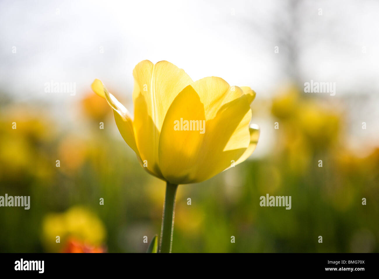 Un tulipán amarillo en plena floración, cerrar Foto de stock