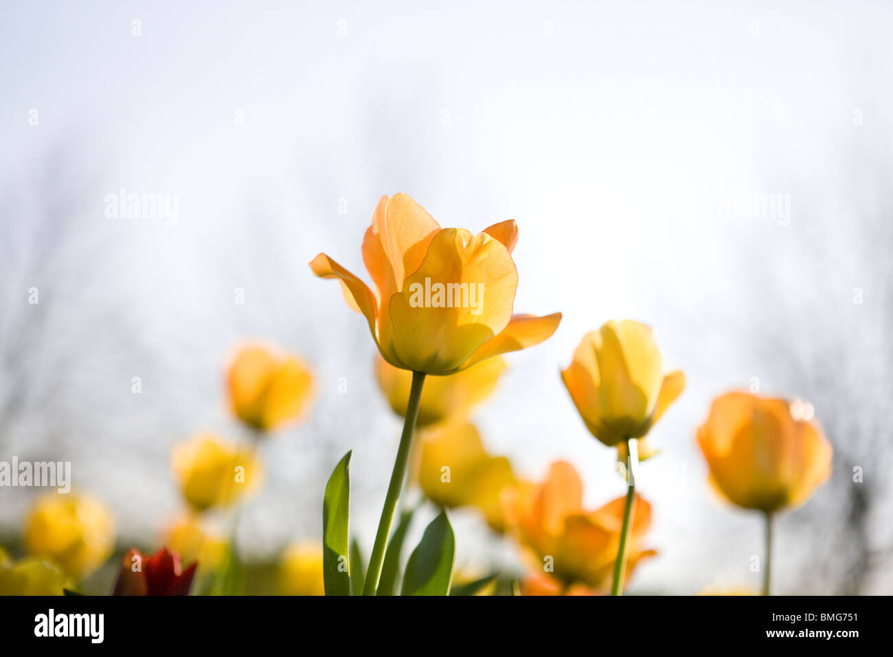 Tulipanes amarillos en la primavera Foto de stock