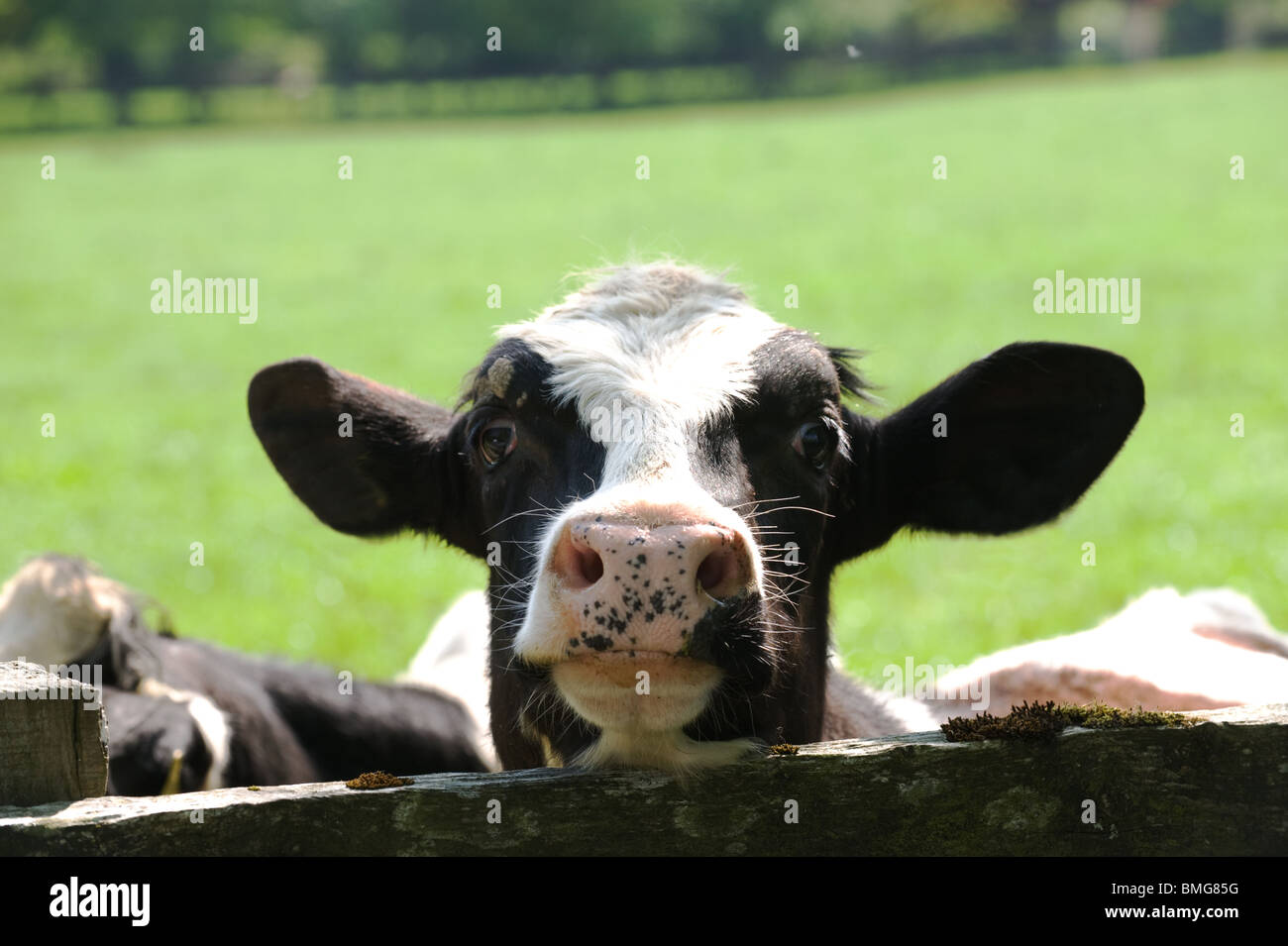 Curiosidad vaca detrás de la valla de la granja Foto de stock