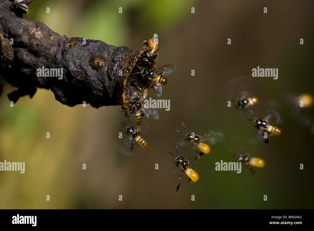 Sudor abejas fotografías e imágenes de alta resolución - Alamy