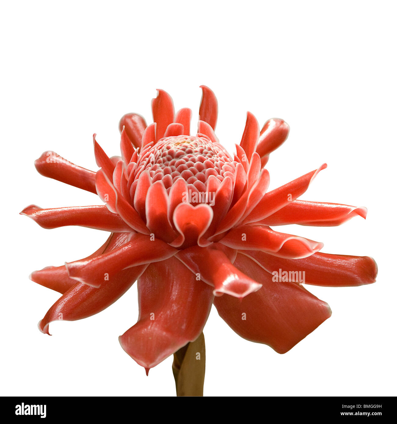 Una antorcha de jengibre, Etlingera elatior, Yunnan, China. Foto de stock
